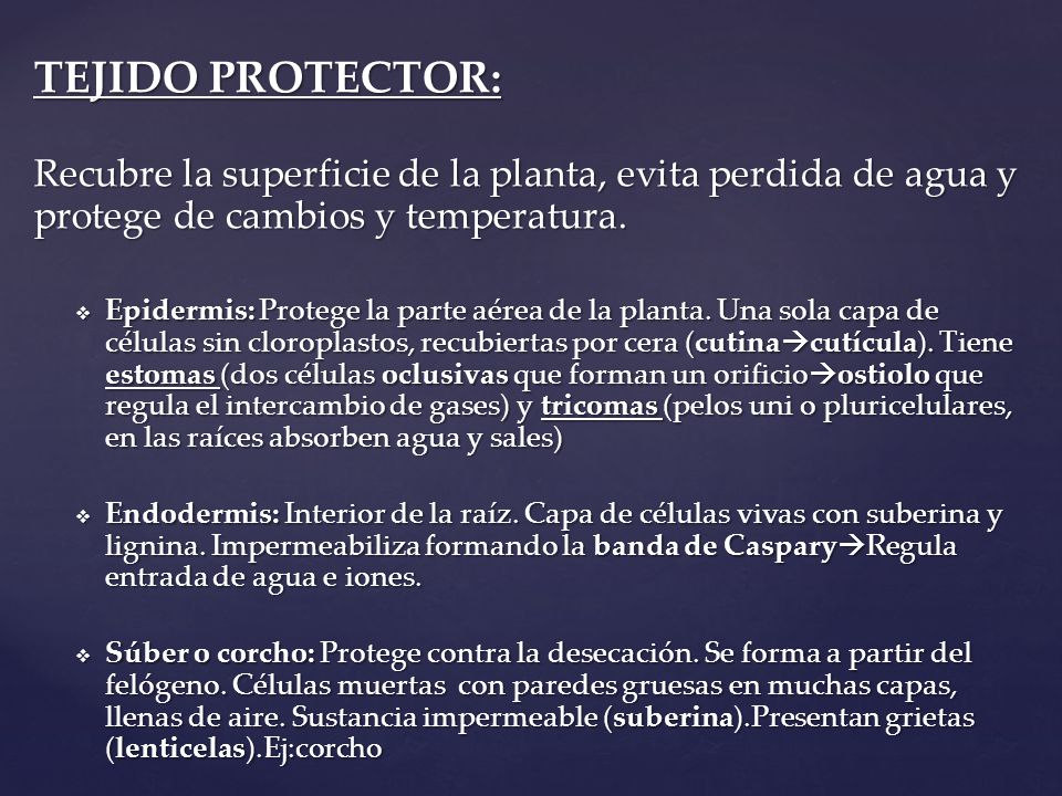 TEJIDO PROTECTOR: Recubre la superficie de la planta, evita perdida de agua y protege de cambios y temperatura.