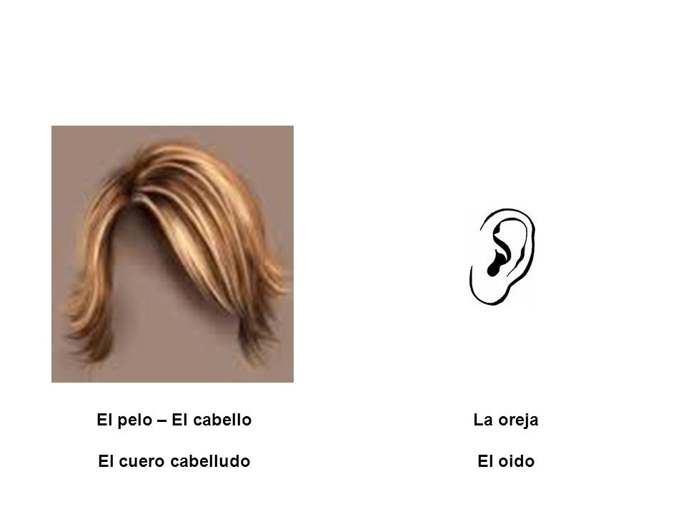 El pelo – El cabello El cuero cabelludo La oreja El oido