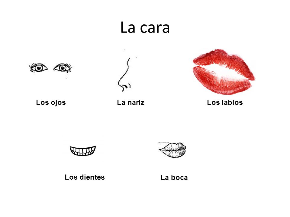 La cara Los ojos La nariz Los labios Los dientes La boca