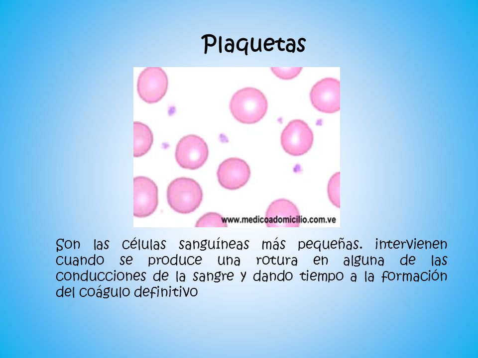 Plaquetas
