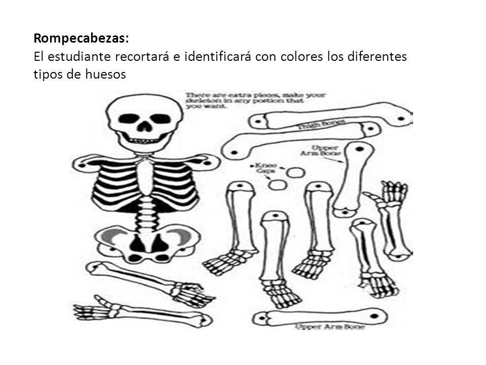 Rompecabezas: El estudiante recortará e identificará con colores los diferentes tipos de huesos