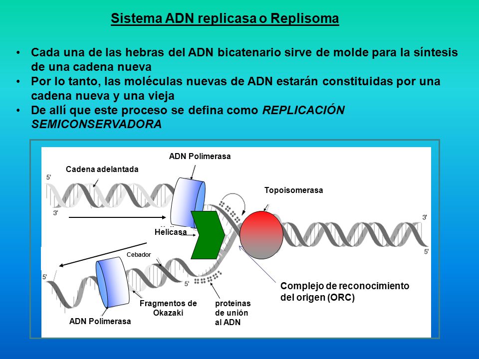 Sistema ADN replicasa o Replisoma