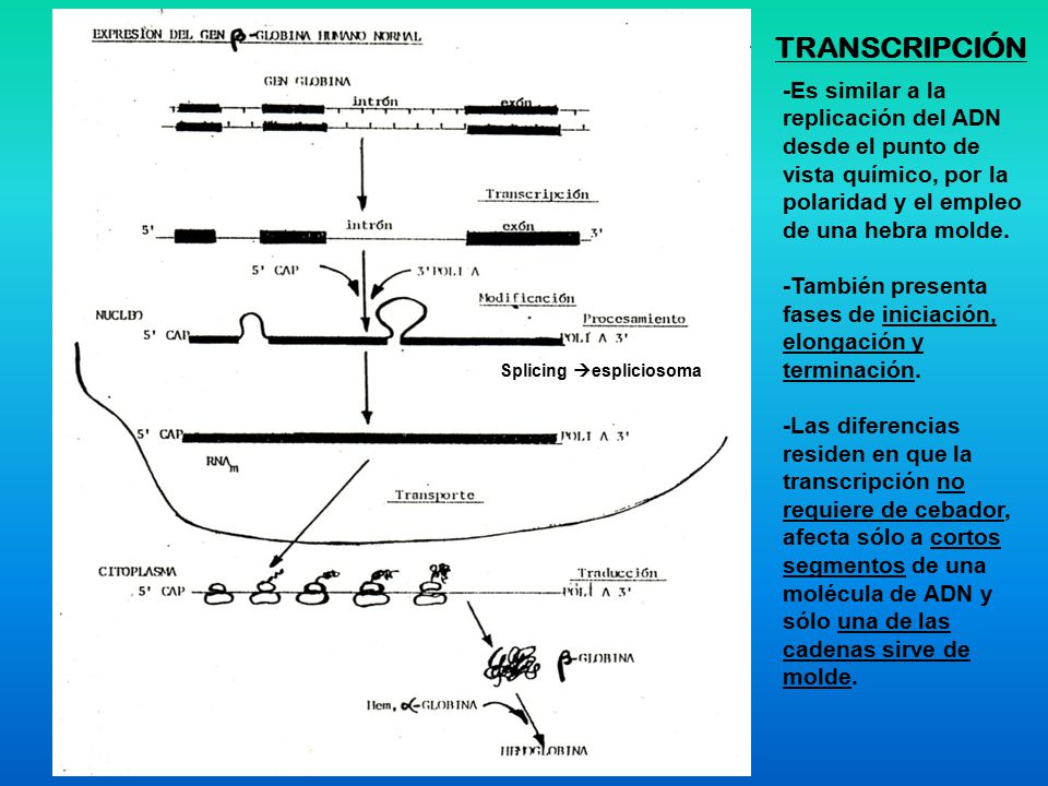 TRANSCRIPCIÓN -Es similar a la replicación del ADN desde el punto de vista químico, por la polaridad y el empleo de una hebra molde.