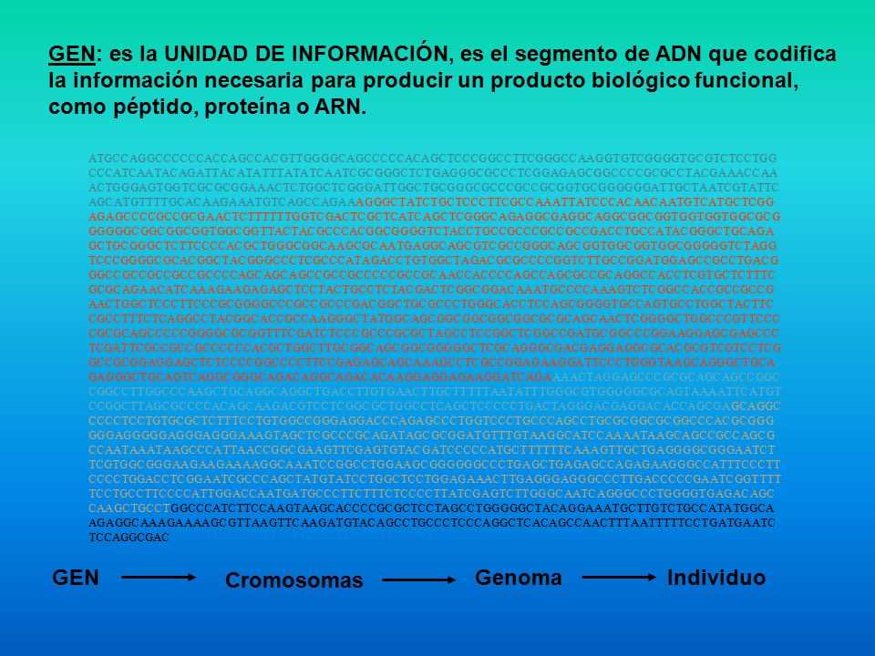 GEN: es la UNIDAD DE INFORMACIÓN, es el segmento de ADN que codifica la información necesaria para producir un producto biológico funcional, como péptido, proteína o ARN.