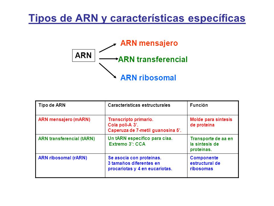 Tipos de ARN y características específicas