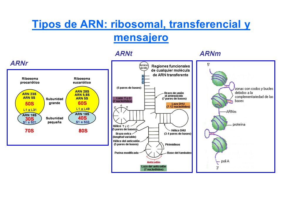Tipos de ARN: ribosomal, transferencial y mensajero
