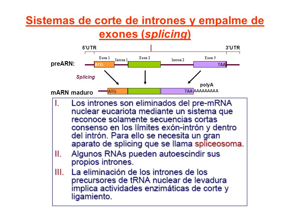 Sistemas de corte de intrones y empalme de exones (splicing)