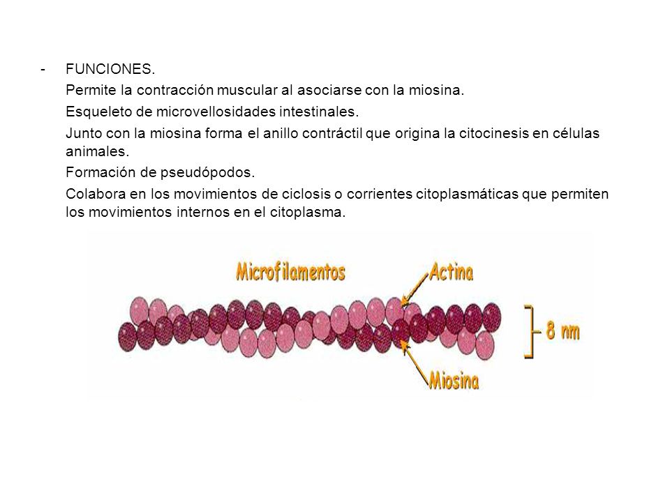 FUNCIONES. Permite la contracción muscular al asociarse con la miosina. Esqueleto de microvellosidades intestinales.