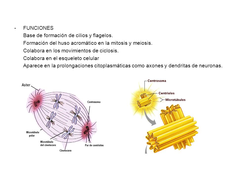 FUNCIONES Base de formación de cilios y flagelos. Formación del huso acromático en la mitosis y meiosis.