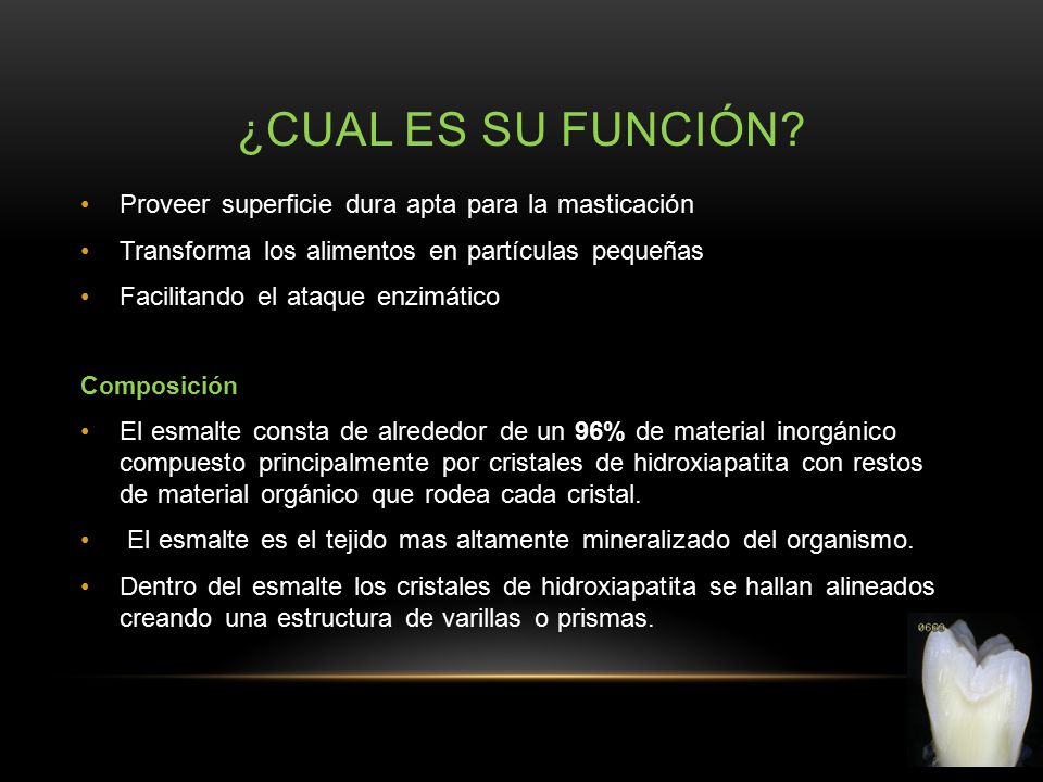 ¿Cual es su función Proveer superficie dura apta para la masticación