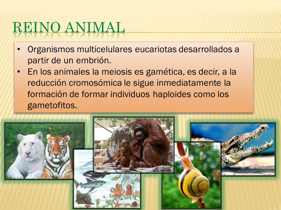 Reino animal Organismos multicelulares eucariotas desarrollados a partir de un embrión.