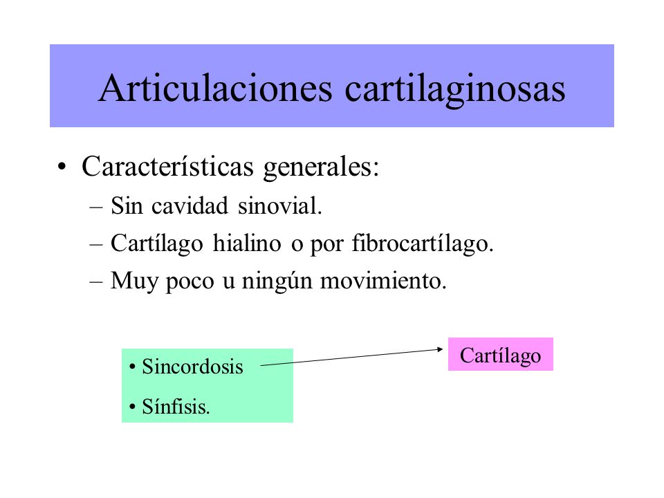 Articulaciones cartilaginosas