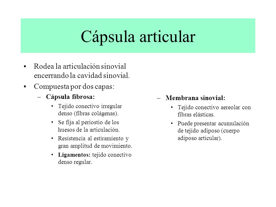 Cápsula articular Rodea la articulación sinovial encerrando la cavidad sinovial. Compuesta por dos capas: