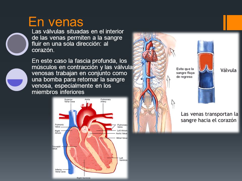 En venas Las válvulas situadas en el interior de las venas permiten a la sangre fluir en una sola dirección: al corazón.