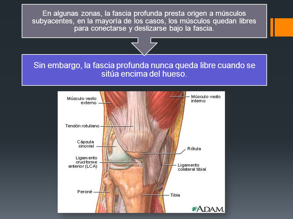 Sin embargo, la fascia profunda nunca queda libre cuando se sitúa encima del hueso.