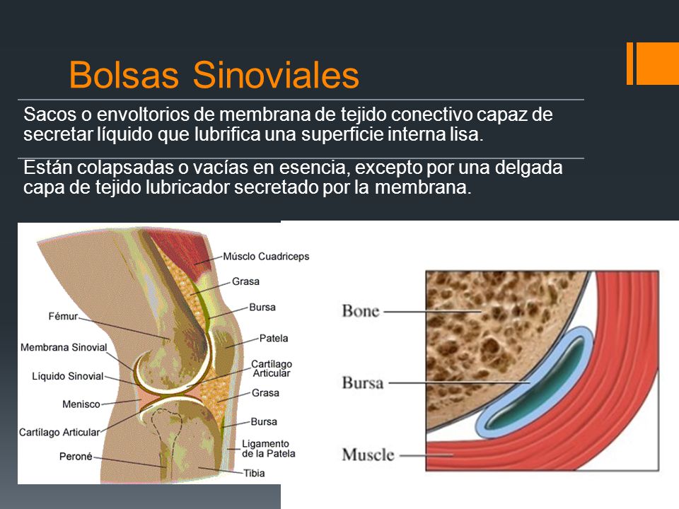 Bolsas Sinoviales Sacos o envoltorios de membrana de tejido conectivo capaz de secretar líquido que lubrifica una superficie interna lisa.