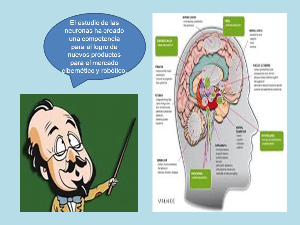 El estudio de las neuronas ha creado una competencia para el logro de nuevos productos para el mercado cibernético y robótico.