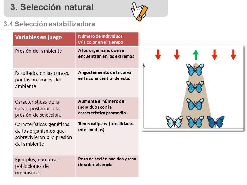 3. Selección natural 3.4 Selección estabilizadora Variables en juego