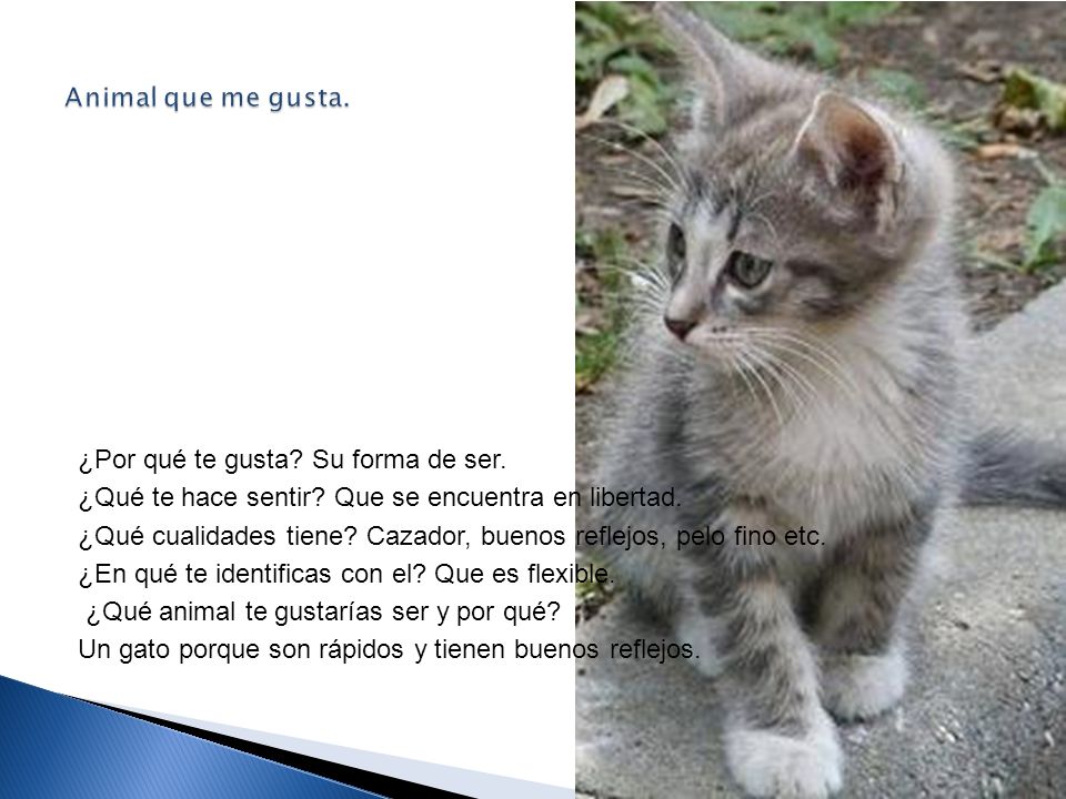 Animal que me gusta. ¿Por qué te gusta Su forma de ser. ¿Qué te hace sentir Que se encuentra en libertad.