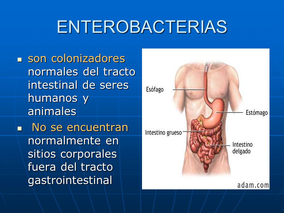 ENTEROBACTERIAS son colonizadores normales del tracto intestinal de seres humanos y animales.