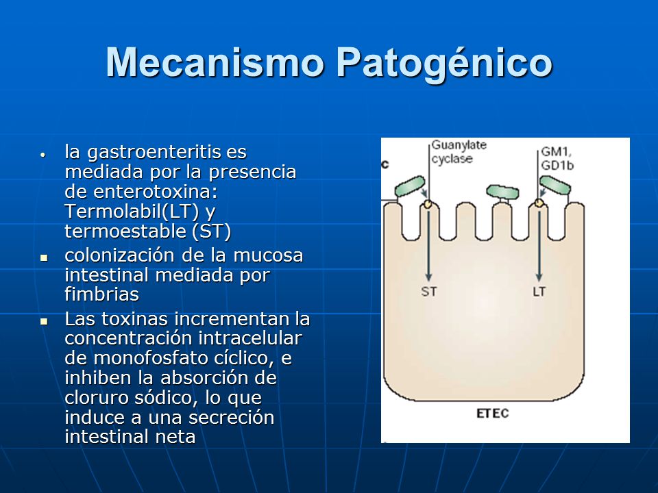 Mecanismo Patogénico la gastroenteritis es mediada por la presencia de enterotoxina: Termolabil(LT) y termoestable (ST)