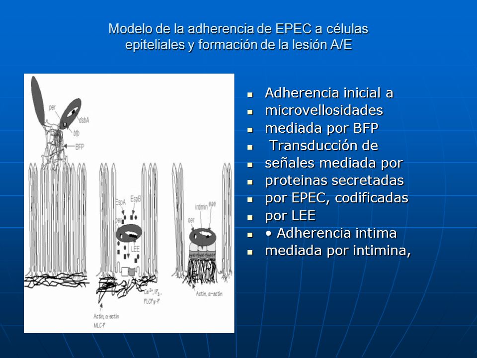 Modelo de la adherencia de EPEC a células epiteliales y formación de la lesión A/E