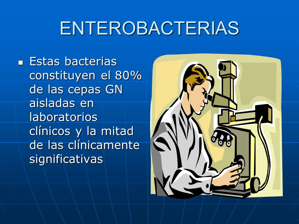 ENTEROBACTERIAS Estas bacterias constituyen el 80% de las cepas GN aisladas en laboratorios clínicos y la mitad de las clínicamente significativas.
