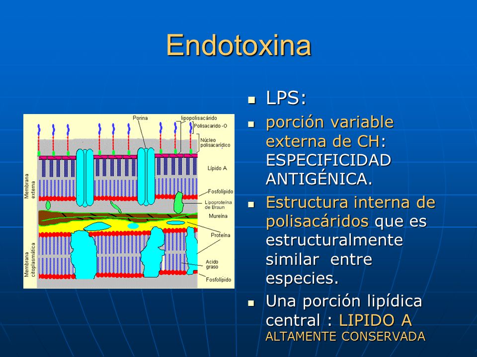 Endotoxina LPS: porción variable externa de CH: ESPECIFICIDAD ANTIGÉNICA.