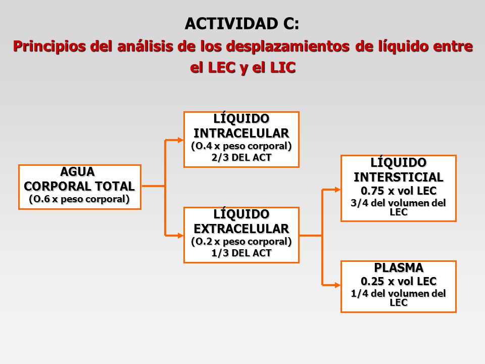 ACTIVIDAD C: Principios del análisis de los desplazamientos de líquido entre el LEC y el LIC