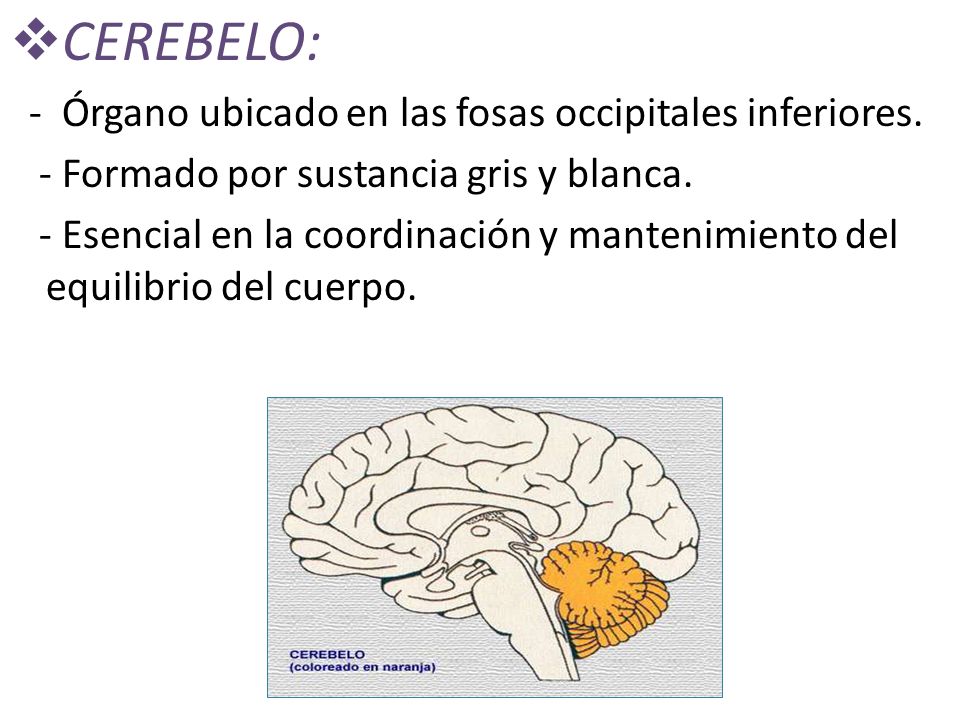 CEREBELO: - Órgano ubicado en las fosas occipitales inferiores.