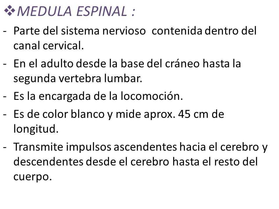 MEDULA ESPINAL : Parte del sistema nervioso contenida dentro del canal cervical.