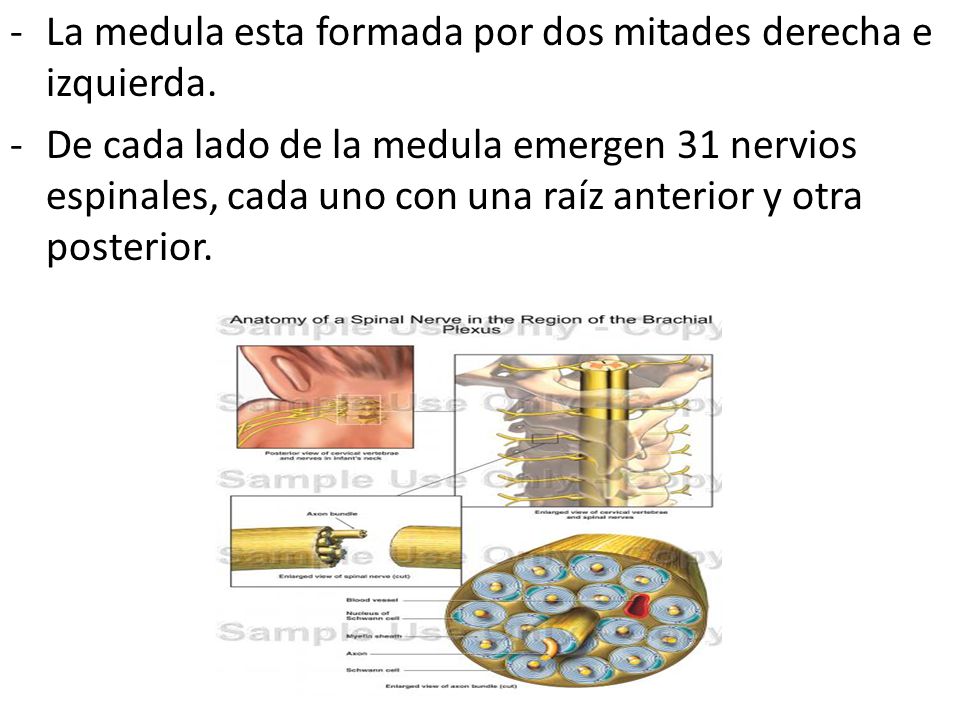 La medula esta formada por dos mitades derecha e izquierda.