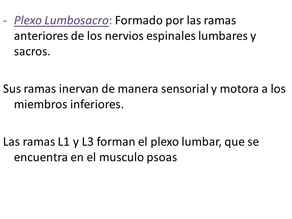 Plexo Lumbosacro: Formado por las ramas anteriores de los nervios espinales lumbares y sacros.