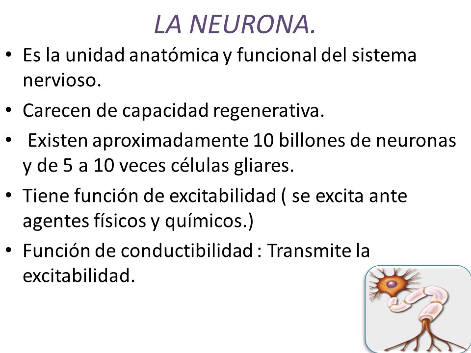 LA NEURONA. Es la unidad anatómica y funcional del sistema nervioso.