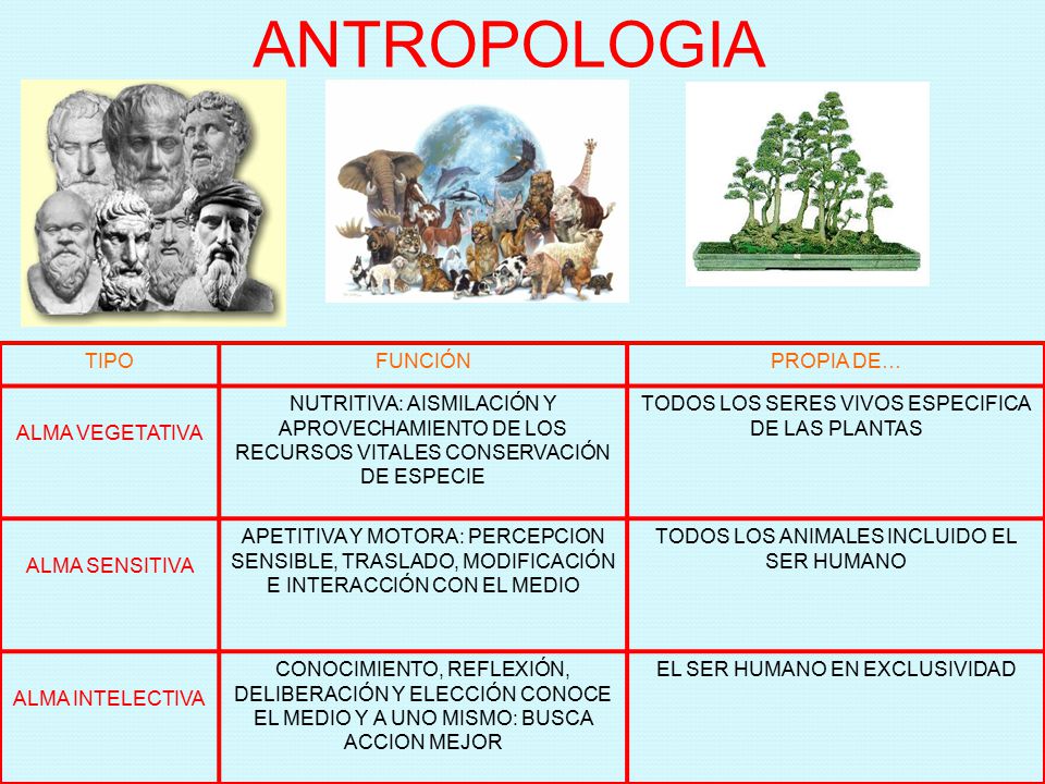 ANTROPOLOGIA TIPO FUNCIÓN PROPIA DE… ALMA VEGETATIVA