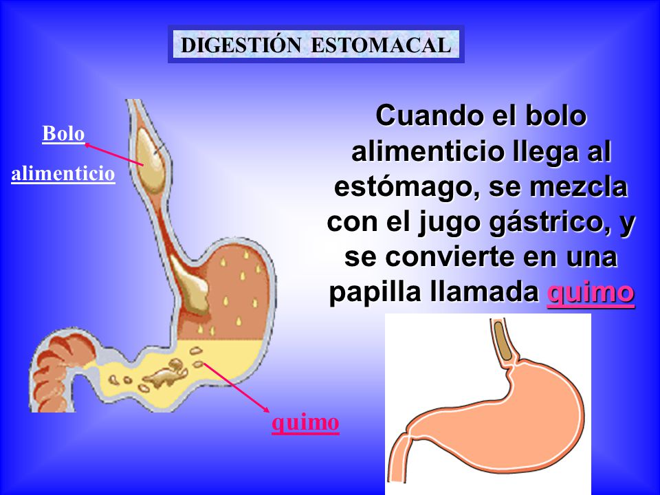 DIGESTIÓN ESTOMACAL Cuando el bolo alimenticio llega al estómago, se mezcla con el jugo gástrico, y se convierte en una papilla llamada quimo.