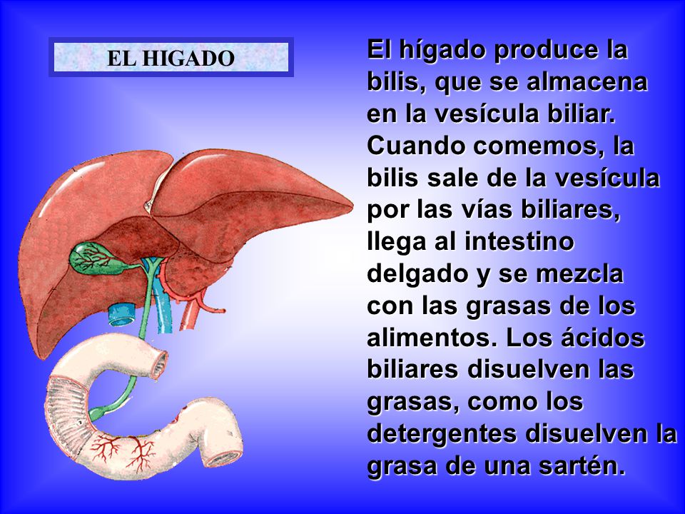 El hígado produce la bilis, que se almacena en la vesícula biliar
