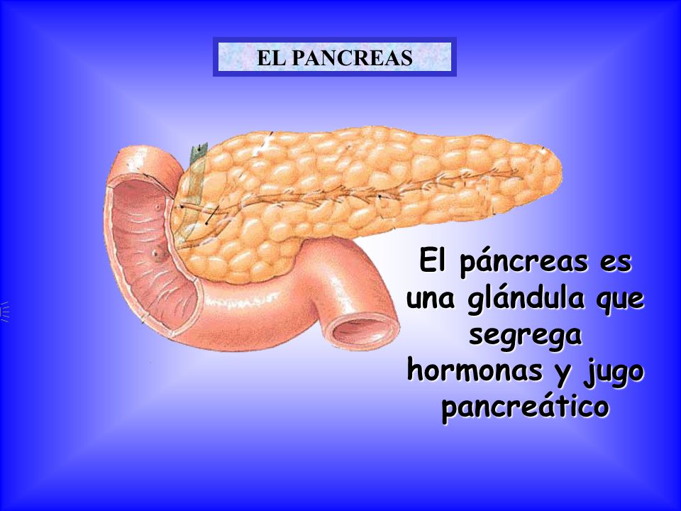 El páncreas es una glándula que segrega hormonas y jugo pancreático