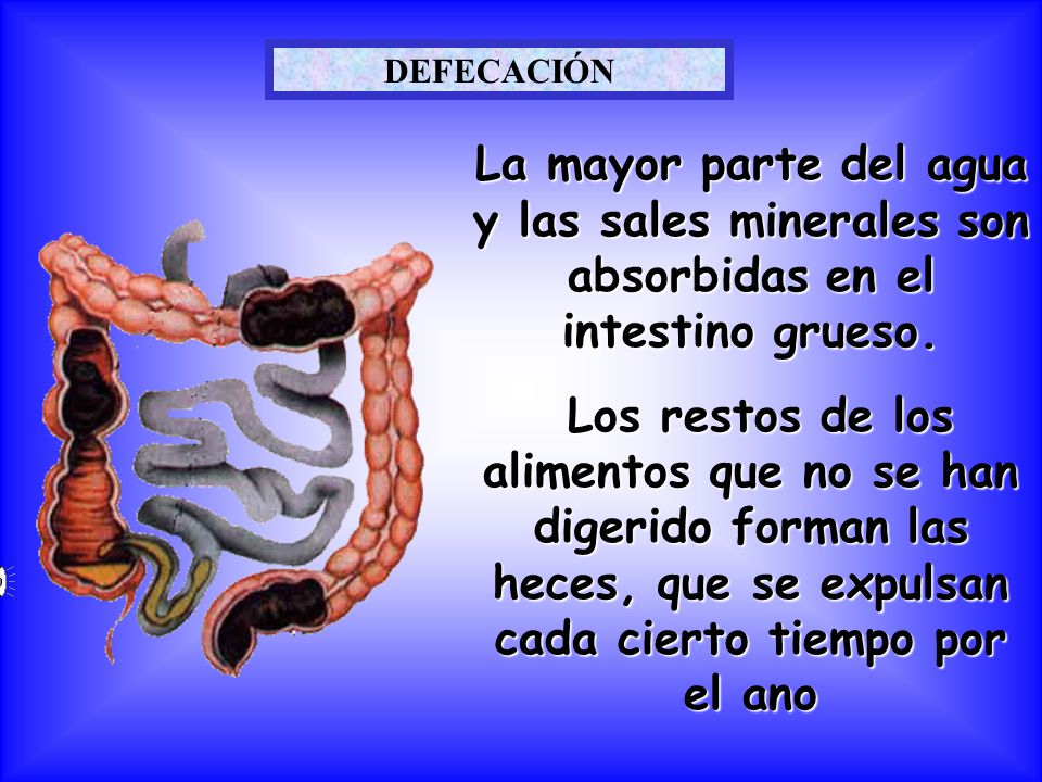 DEFECACIÓN La mayor parte del agua y las sales minerales son absorbidas en el intestino grueso.