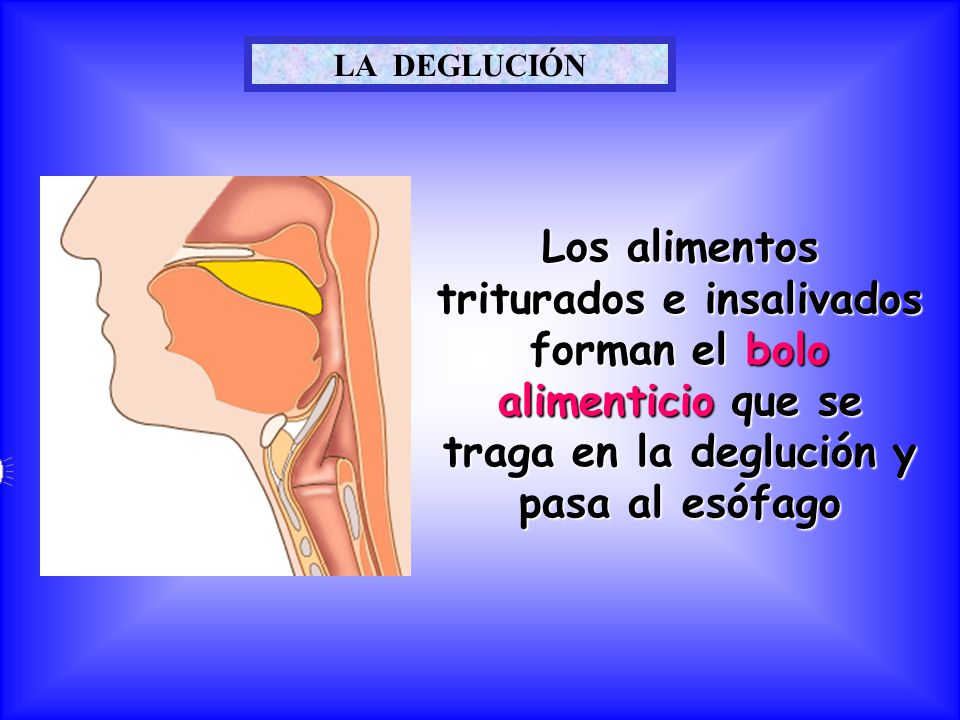 LA DEGLUCIÓN Los alimentos triturados e insalivados forman el bolo alimenticio que se traga en la deglución y pasa al esófago.
