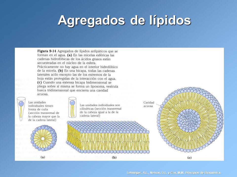 Agregados de lípidos Lehninger, A.L., Nelson, D.L. y Cox, M.M. Principios de Bioquímica.
