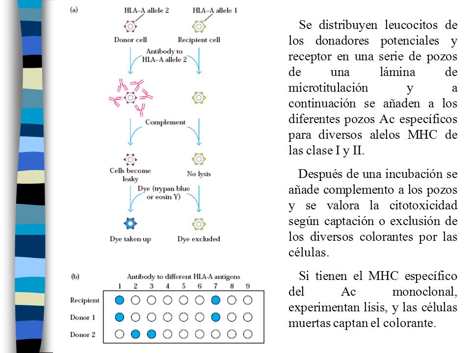 Se distribuyen leucocitos de los donadores potenciales y receptor en una serie de pozos de una lámina de microtitulación y a continuación se añaden a los diferentes pozos Ac específicos para diversos alelos MHC de las clase I y II.