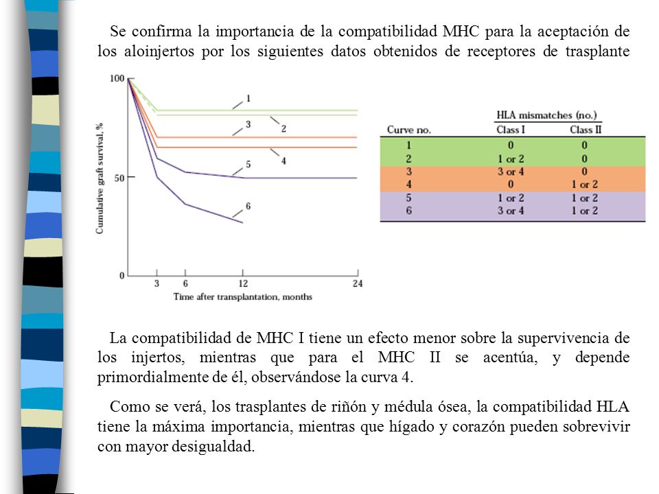 Se confirma la importancia de la compatibilidad MHC para la aceptación de los aloinjertos por los siguientes datos obtenidos de receptores de trasplante renal.