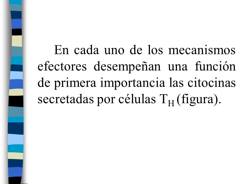 En cada uno de los mecanismos efectores desempeñan una función de primera importancia las citocinas secretadas por células TH (figura).