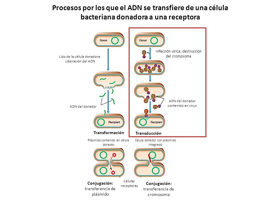 Procesos por los que el ADN se transfiere de una célula bacteriana donadora a una receptora