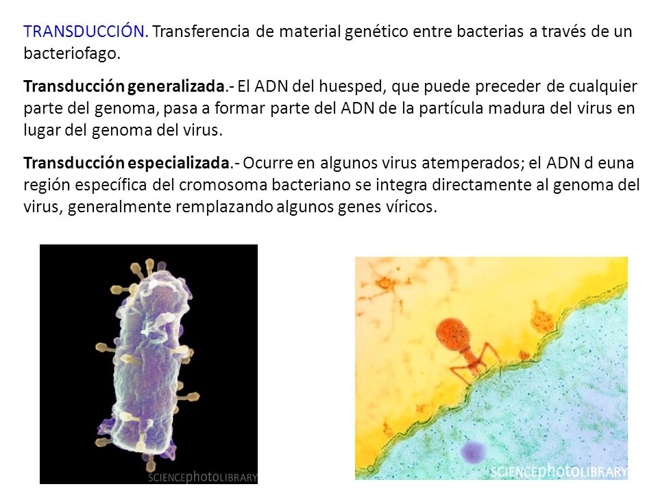TRANSDUCCIÓN. Transferencia de material genético entre bacterias a través de un bacteriofago.