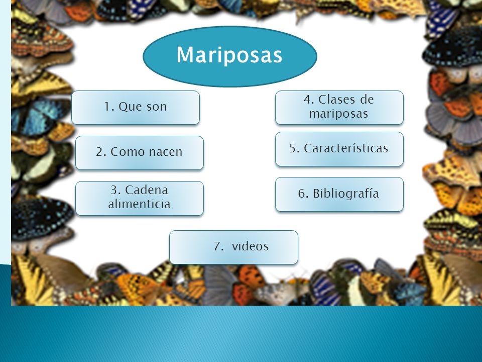 Mariposas 4. Clases de mariposas 1. Que son 5. Características