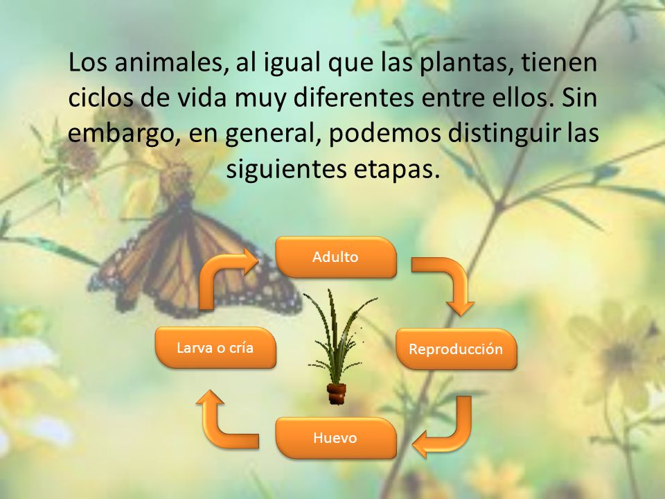 Los animales, al igual que las plantas, tienen ciclos de vida muy diferentes entre ellos. Sin embargo, en general, podemos distinguir las siguientes etapas.