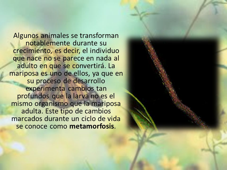 Algunos animales se transforman notablemente durante su crecimiento, es decir, el individuo que nace no se parece en nada al adulto en que se convertirá.