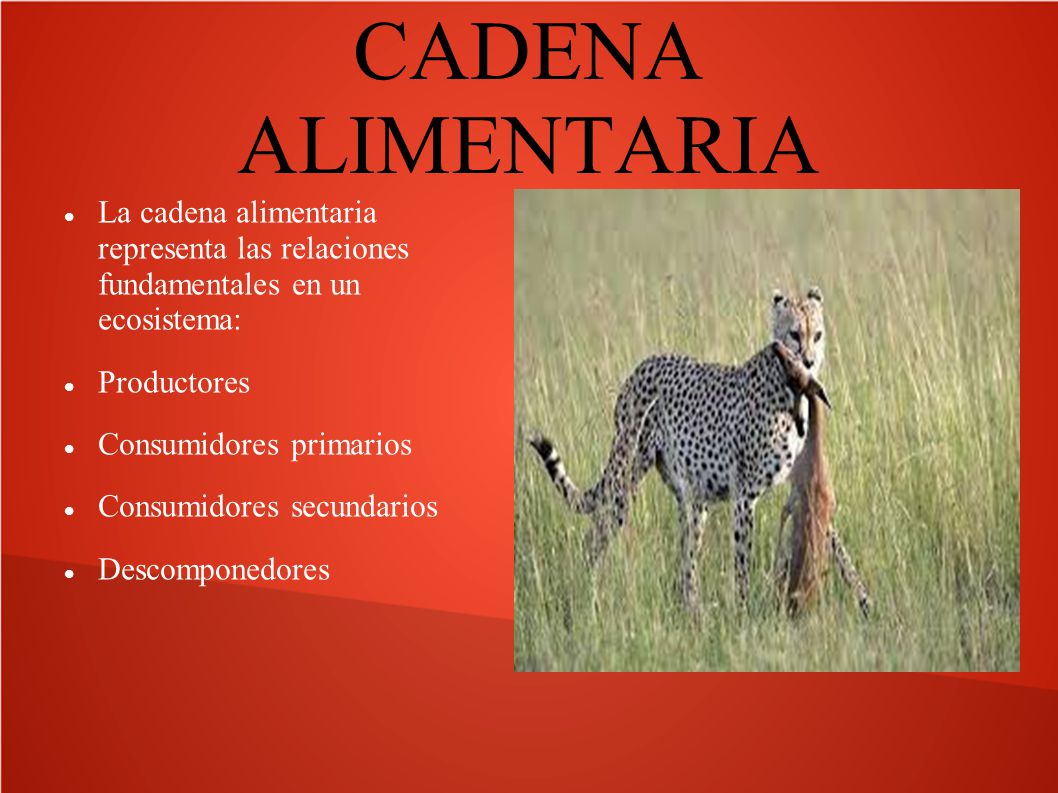 CADENA ALIMENTARIA La cadena alimentaria representa las relaciones fundamentales en un ecosistema: